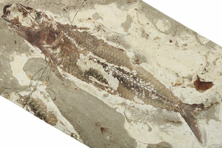 7.3" Cretaceous Fish (Scrombroclupea) Fossil - Lebanon